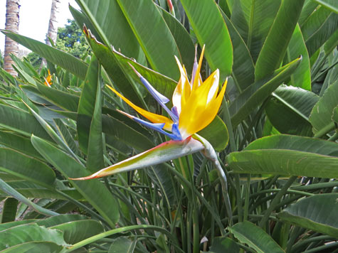 Bird of Paradise