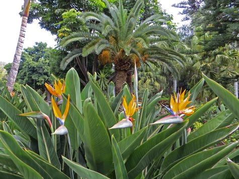 Canary Islands