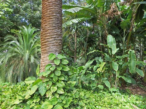 Forest on Tenerife