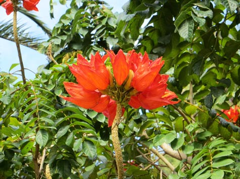 Tropical Flower